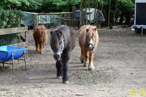 05 De Hobby van Letje Schoutens - Noordernieuws.be