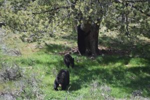 Beren in Yellowstone