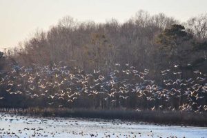 Sandhill kraanvogels in Alabama