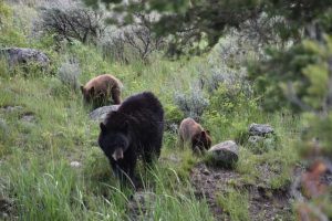 Berin in Yellowstone met twee jongen