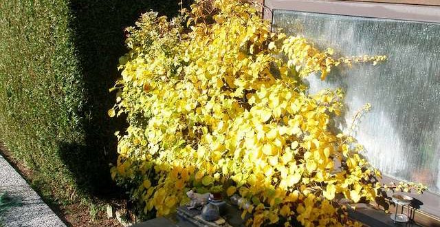 November: dit kan je nog doen in de tuin