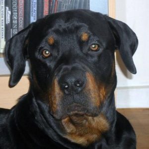 Tyson, de vader van Shiva - Noordernieuws.be
