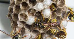 Een wespennest op zolder verwijderen