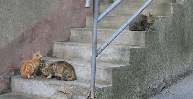 Voorkom duizenden zwerfkittens