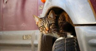 Een kat onder de motorkap