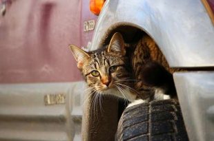 Een kat onder de motorkap