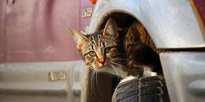 Een kat onder de motorkap