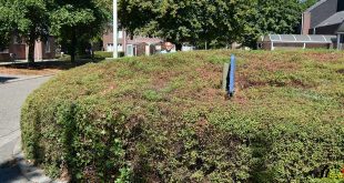 Hoge heg belemmert zicht - Pastoor Verbernelaan - Brecht - (c) Noordernieuws - HDB_8430u55