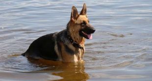 Honden en warm weer 8 tips