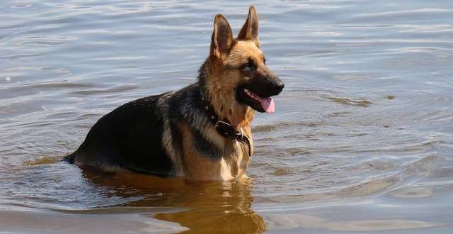 Honden en warm weer 8 tips