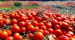 Honderden tonnen tomaten en paprika’s gedumpt