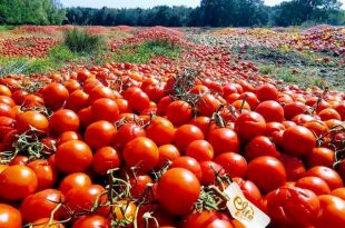 Honderden tonnen tomaten en paprika’s gedumpt