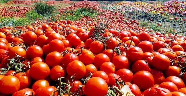 Honderden tonnen tomaten en paprika’s gedumpt