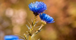 To-do's voor je tuin in september