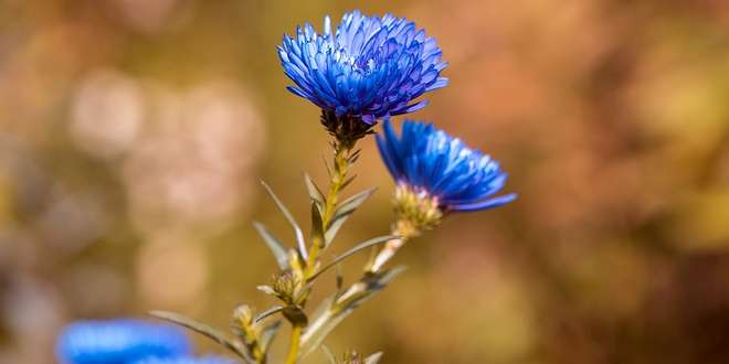 To-do's voor je tuin in september