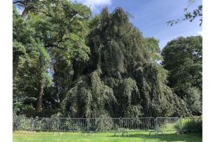 Treurbeuk Gemeentepark aangetast door zwammen