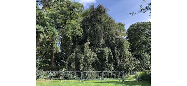 Treurbeuk Gemeentepark aangetast door zwammen