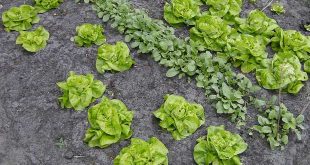 Meerdere diefstallen moestuin lagere school College Essen