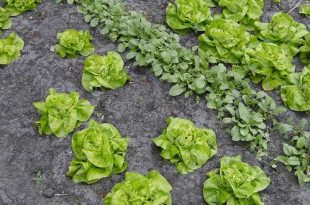 Meerdere diefstallen moestuin lagere school College Essen