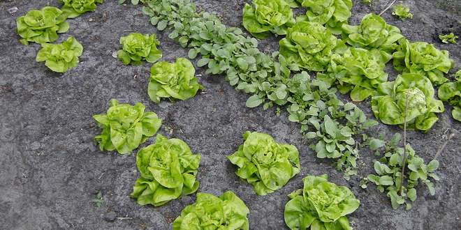 Meerdere diefstallen moestuin lagere school College Essen