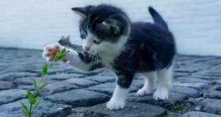 Dierenbeul(en) aan het werk in Sint-Lenaarts