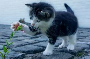 Dierenbeul(en) aan het werk in Sint-Lenaarts