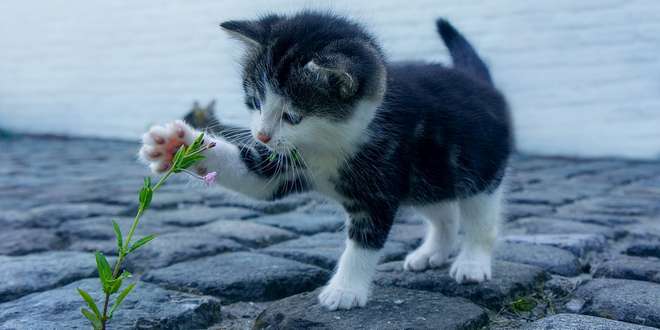 Dierenbeul(en) aan het werk in Sint-Lenaarts