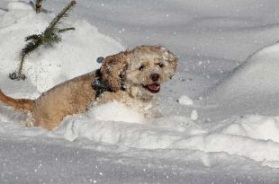 Op sneeuwvakantie met de hond