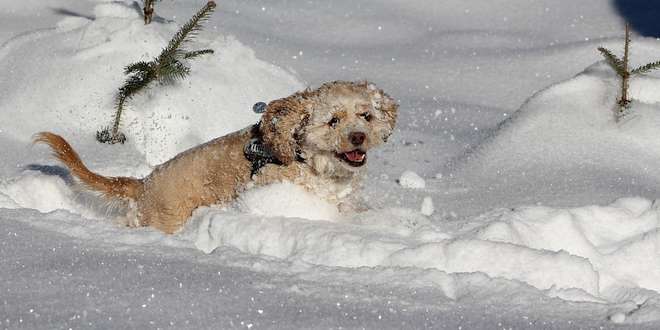 Op sneeuwvakantie met de hond