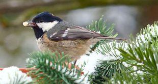 December wat moet er deze maand gebeuren in de tuin