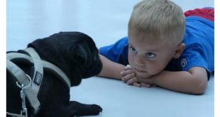 Kinderen en dieren echte liefde