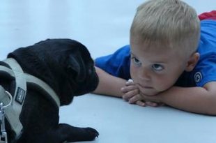 Kinderen en dieren echte liefde
