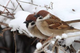 Januari wat moet er deze maand gebeuren in de tuin