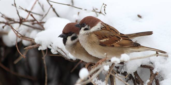 Januari wat moet er deze maand gebeuren in de tuin