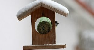 Januari wat moet er deze maand gebeuren in de tuin