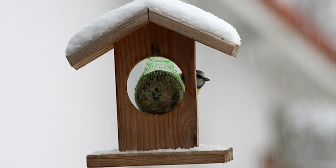 Januari wat moet er deze maand gebeuren in de tuin