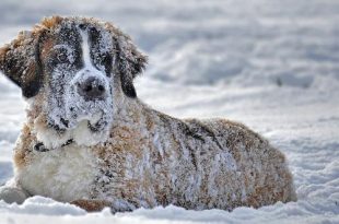 Wandelen met je hond 10 wintertips
