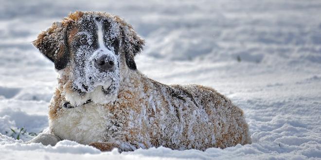 Wandelen met je hond 10 wintertips