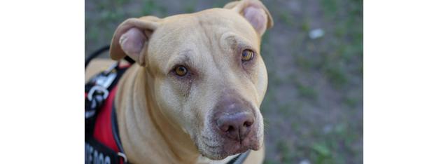 Dopjesinzameling ten voordele van geleidehonden