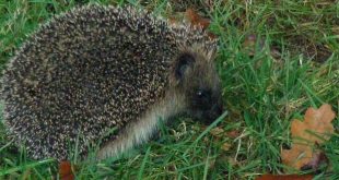 Maak een dierenparadijsje van jouw balkon of tuin