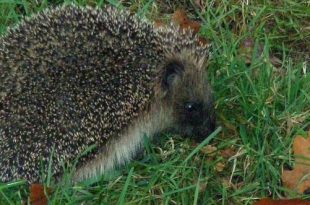 Maak een dierenparadijsje van jouw balkon of tuin