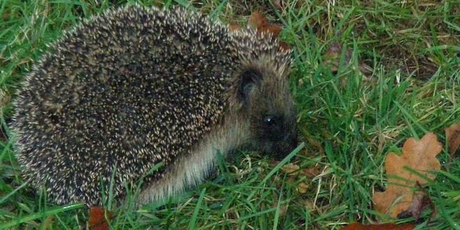 Maak een dierenparadijsje van jouw balkon of tuin