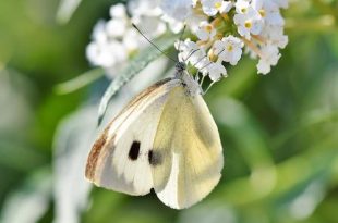 Over snoeiafval en vlindereitjes