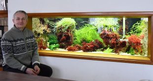 De bijzondere hobby van Piet Hectors - Zeepaardjes kweken - Zoutwater Aquarium