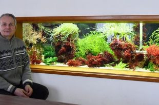 De bijzondere hobby van Piet Hectors - Zeepaardjes kweken - Zoutwater Aquarium