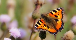 Maak van je tuin een vlindercafeetje