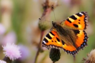 Maak van je tuin een vlindercafeetje