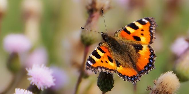 Maak van je tuin een vlindercafeetje