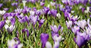 Maart wat moet er deze maand gebeuren in de tuin