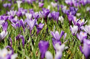 Maart wat moet er deze maand gebeuren in de tuin